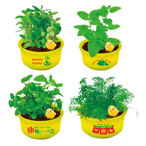 育てるカプセル　ゆ桶でハーブ栽培