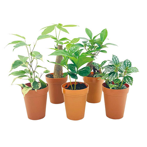 ミニ観葉植物ポットミックス1個